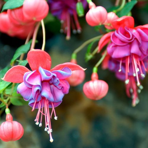 FUCHSIA